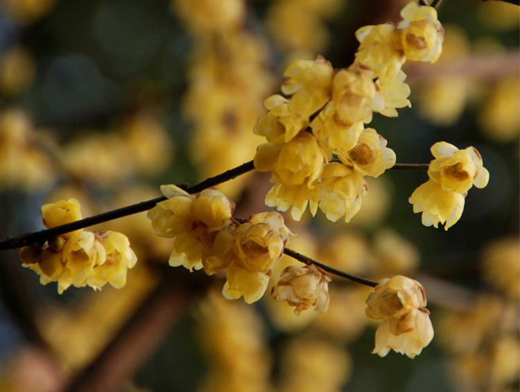 玉兰花扦插繁殖:掌握技巧,繁育美丽家园